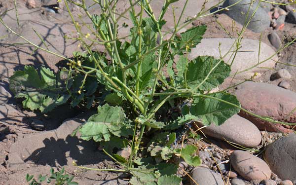 Brassica tournefortii, Asian Mustard, Southwest Desert Flora